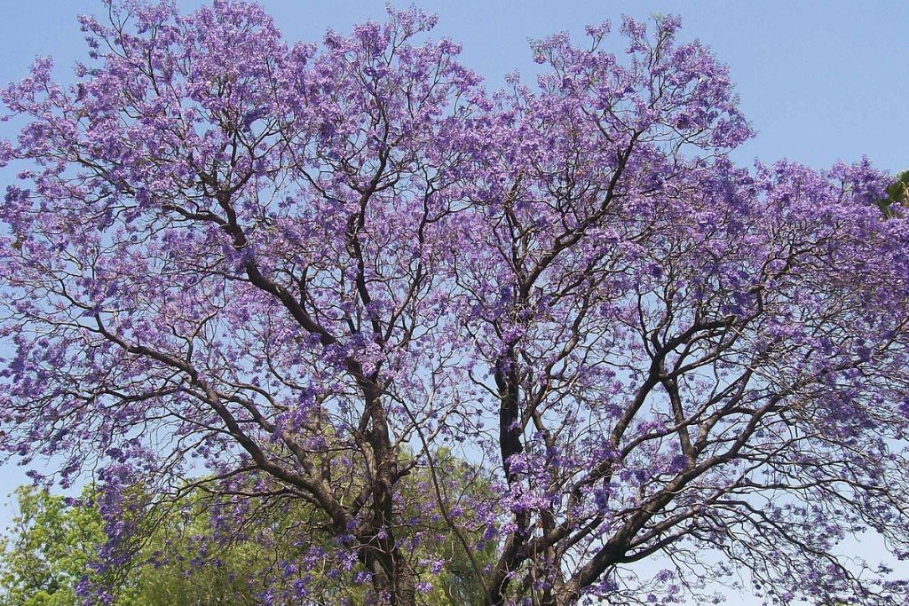 Jacarandas en Monterrey