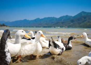 Firman Pacto Ecológico Entre Municipios