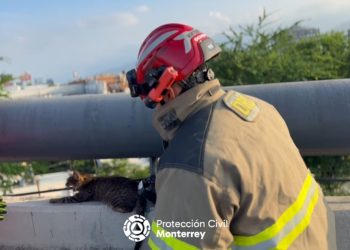 protección-civi-monterrey-rescata-a-gato-