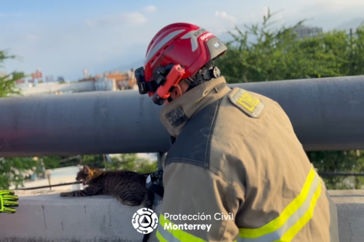 protección-civil-de-monterrey-rescatan-gato