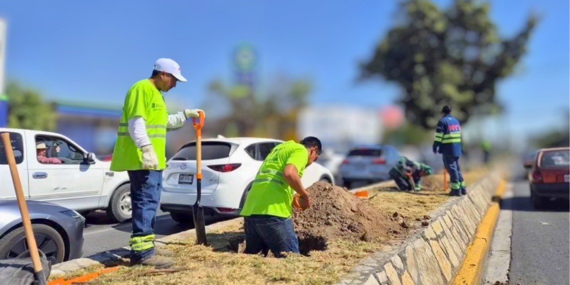 reforestan-calzada-madero