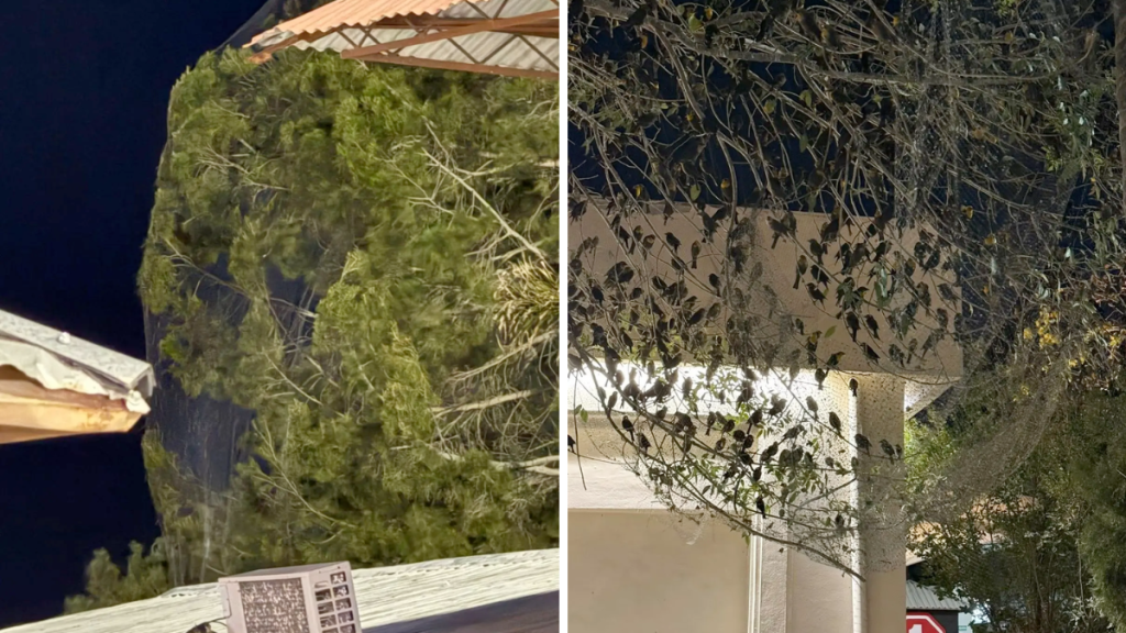 mallas-contra-tordos-pecho-amarillo-durango-especie-migratoria-profepa