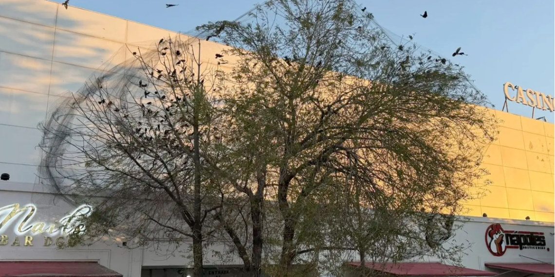 mallas-contra-tordos-pecho-amarillo-durango-especie-migratoria-profepa