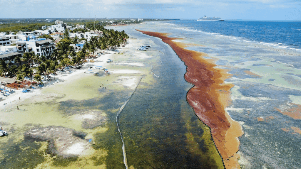 Cierre hotel en Mahahual por crisis por sargazo