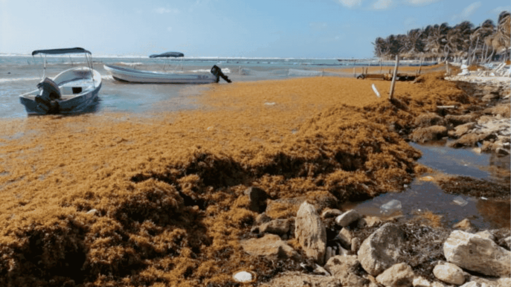 sargazo en Quintana Roo
